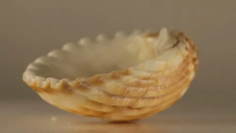 Rotating Shell Stock Footage 8925851