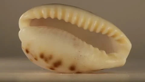 Rotating Shell Stock Footage 8925921