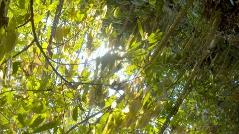 Rotating shot of the amazon rainforest at sunset Video stock 116207816