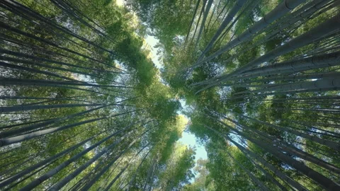 Rotating shot of bamboo forest, camera looking up Stock Footage 270861350