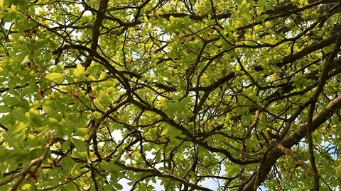 Rotating shot below a chestnat tree with young buds and shoots in spring Stock Footage 128309122