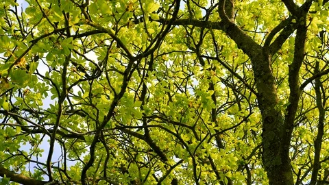 Rotating shot below a chestnat tree with young buds and shoots in spring Stock Footage 128312227