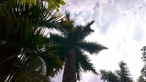 Rotating shot from below of coconut trees against cloudy sky 動画素材 344404612
