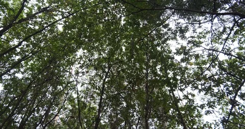 Rotating shot below trees in dense forest with chestnut and oak trees Stock Footage 118237144