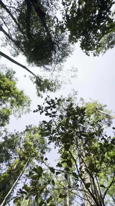 Rotating shot from below of trees in a forest in India. Nature. Greenery. Stock Footage 273206711
