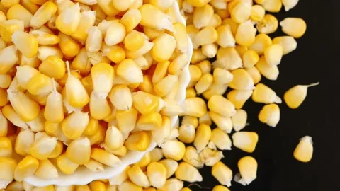 Rotating shot of corn seeds filled in a bowl isolated over black background Stock Footage 148218486