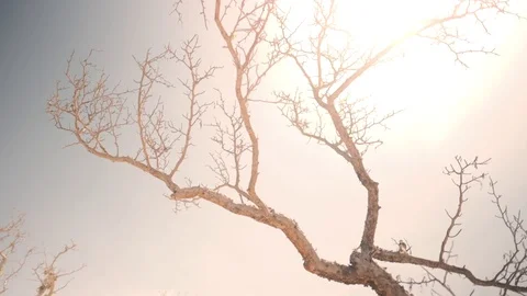 Rotating shot of a dry desert tree with the sun behind, on a hot and Stock Footage 115521252
