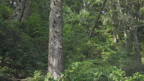 Rotating Shot in a Forest Vídeo Stock 164931740