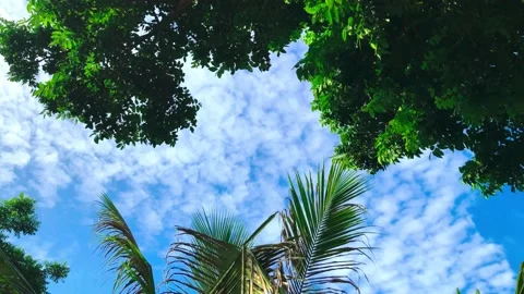 Rotating shot green trees in the windy With blue sky in summer Stock Footage 231660939
