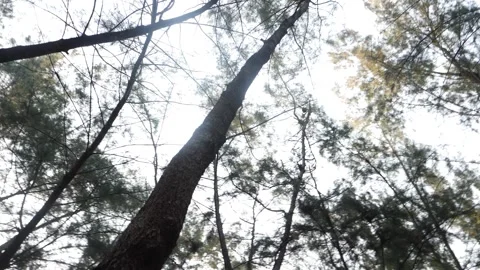 Rotating shot of a high trees in a forest Stock Footage 151963105