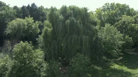 Rotating Shot of a Large Willow Tree 库存影片 205486215