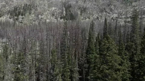 Rotating Shot of a Mountain Forest with Dead and Live Trees 库存影片 201446016