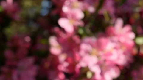 A rotating shot of pink blossoms on a tree in a garden Stock Footage 112239218