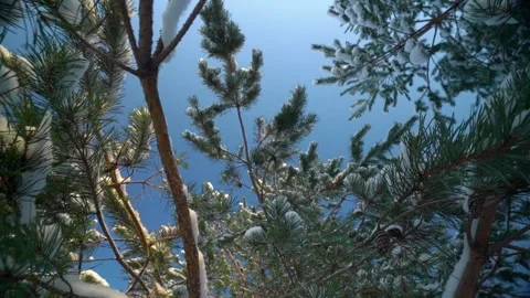 Rotating shot through the snowy pine branches Video stock 230722939
