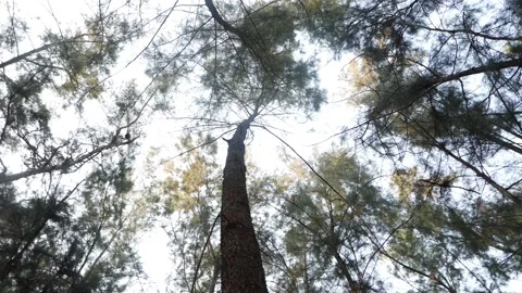 Rotating shot of a tree from down to up Stock Footage 151963204