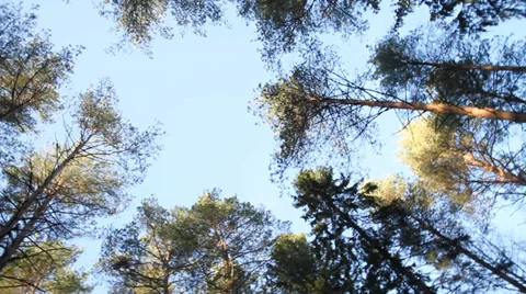 Rotating shot of trees against blue sky 動画素材 36846961