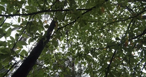 Rotating shot under chestnut trees in woods in autumn. Leaves turning brown Stock Footage 118233697