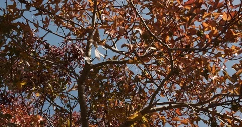 Rotating shot under red maple leaves in autumn with prickly fruits on branches. Stock Footage 118731010