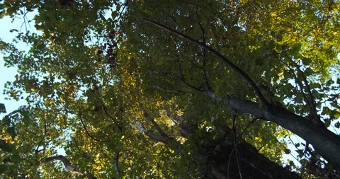 Rotating shot under tall trees at dusk, looking straight up at the sky Видео 117569744