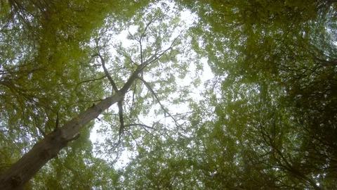 Rotating shot under the trees canopy Stock Footage 100582779