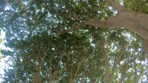 Rotating shot under the trees Stock Footage 86456415