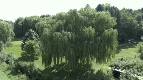 Rotating Shot of a Willow Tree 库存影片 205486210