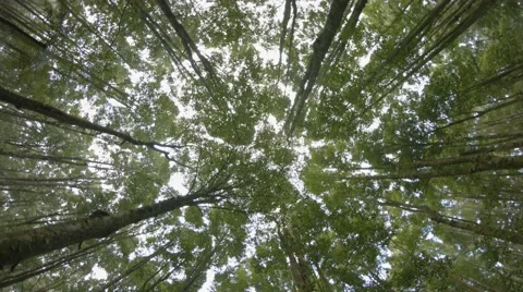 Rotating Shot of a Young Forest Canopy from Below. UltraHD video Video stock 59796589