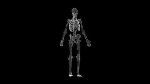 Rotating Skeleton Wireframe on Black Background in a Three Dimensional View Stock Footage 339053316