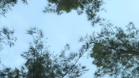 Rotating sky view with green tree. Video stock 120411359