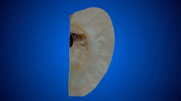 Rotating slice of apple - blue background Stock Footage 85580644