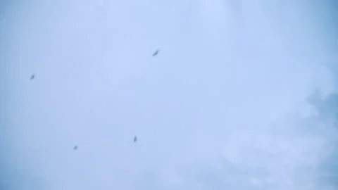Rotating Slow-Motion Flock of Birds Circling in the Sky of Clouds Stock Footage 169019538