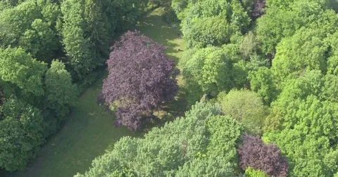 Rotating slowly around a purple tree with a drone 動画素材 85223454