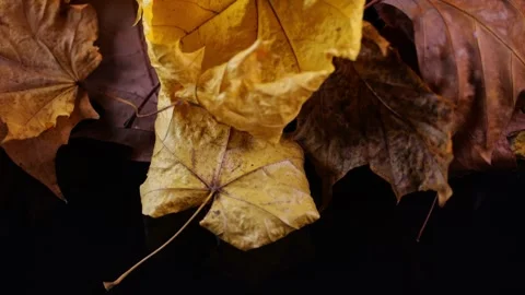 Rotating slowly, a collection of fall leaves displays vivid yellows, browns.. Stock Footage 256180454
