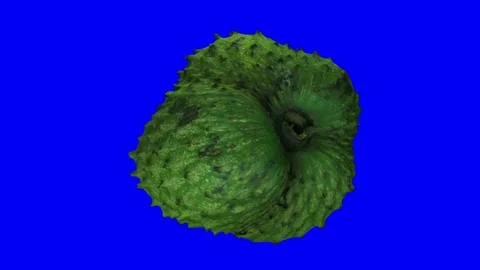 Rotating Soursop (Graviola) on Blue Background Stock Footage 80596229