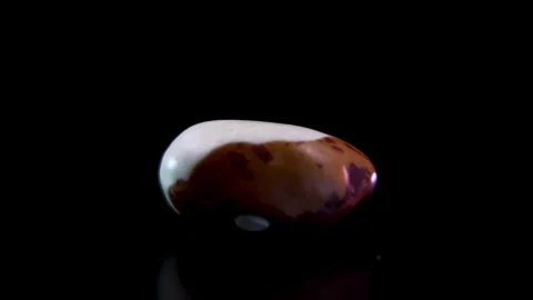 Rotating speckled kidney bean Phaseolus vulgaris macro shot Stock Footage 338126733