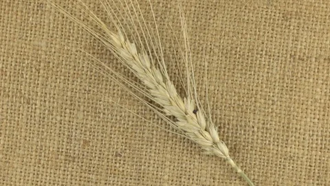 Rotating of the spikelet of wheat lying on burlap. Video stock 70214698
