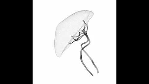 Rotating Spleen Minimalistic Wireframe Endless Loop 4K 60FPS Stock Footage 308382113