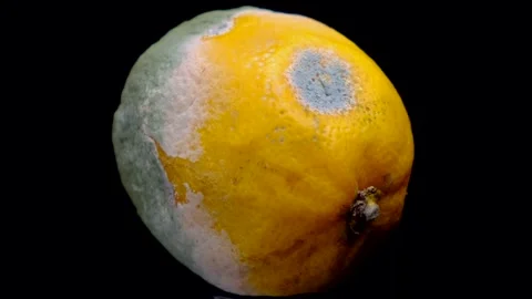 Rotating spoiled rotten lemon with mold on black background Stock Footage 155700543