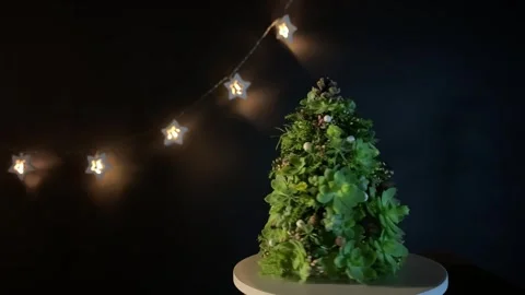 Rotating Succulent Christmas Tree with Pinecones star Lights Stock Footage 318940879