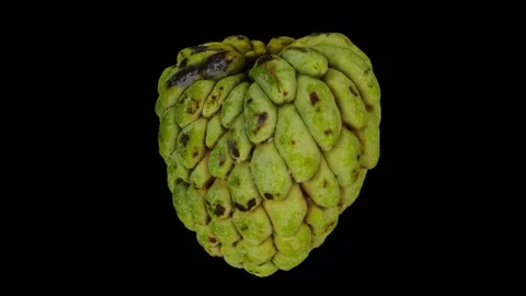 Rotating Sugar-Apple on Black Background (Looping) Stock Footage 146621966