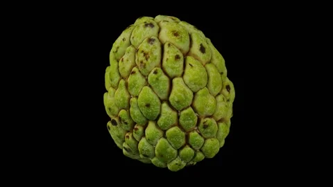 Rotating Sugar-Apple on Black Background (Looping) Stock Footage 146622258