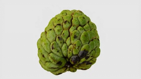 Rotating Sugar-Apple on Transparent Background (Looping with Alpha Channel) Stock Footage 146622072