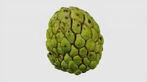 Rotating Sugar-Apple on Transparent Background (Looping with Alpha Channel) Stock Footage 146622233