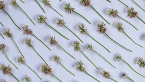 Rotating summer white background with wild clover flowers, floral background or Stock Footage 197331689