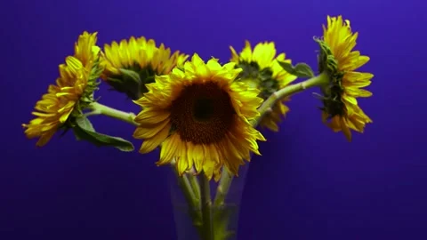 Rotating sunflowers, blue screen, stop motion Stock Footage 134951379