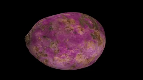 Rotating Sweet Potato on Black Background Stock Footage 80582612