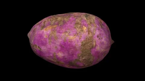 Rotating Sweet Potato on Black Background Stock Footage 80582960