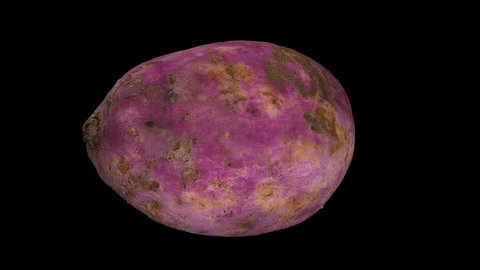 Rotating Sweet Potato on Transparent Background  (Alpha Channel) Stock Footage 80791311