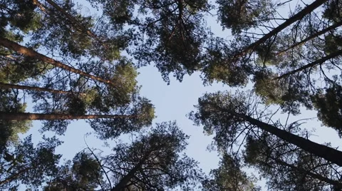 Rotating Tall Tree Crowns In The Pine Forest Stock Footage 55448963