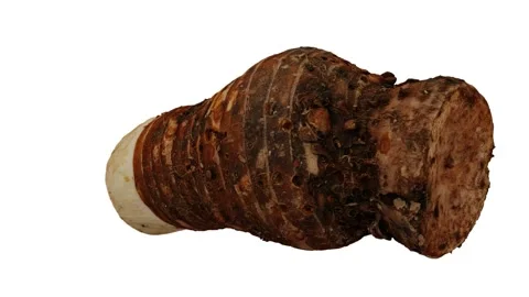 Rotating Taro Root White Background (Looping) Stock Footage 146717643